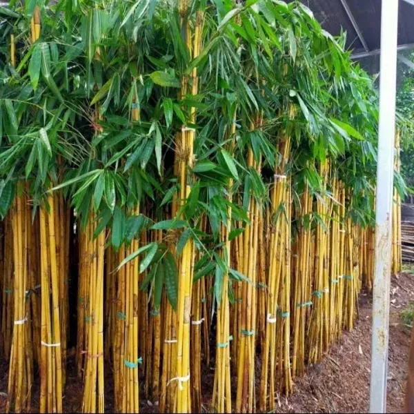 Jual Pohon Bambu Kuning - Harga Terbaru 